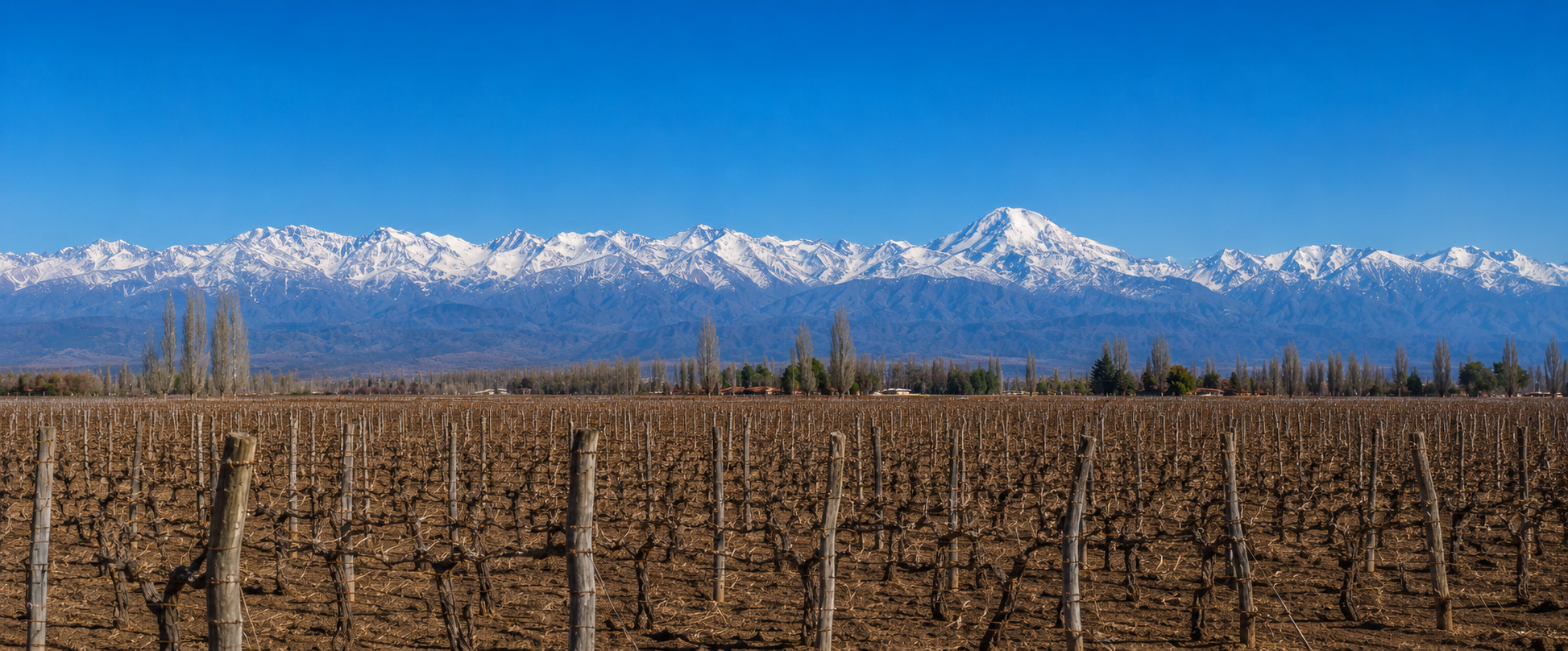 Viñedos con el Cordón del Plata nevado en el horizonte