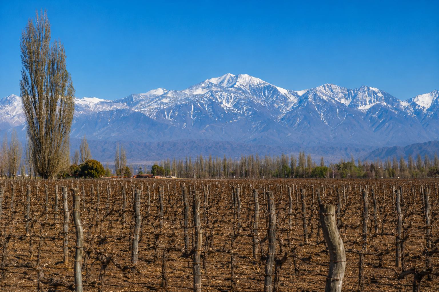 Viñedos y vista nevada del macizo de Tupungato