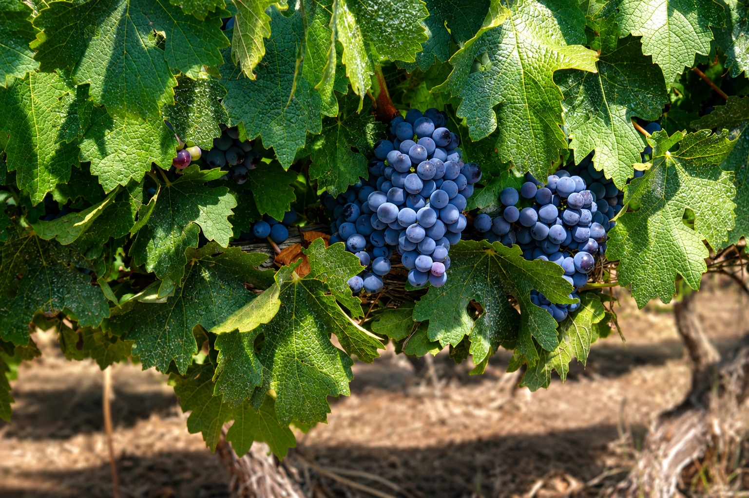 Racimos de Cabernet Sauvignon en viñas históricas de 1942